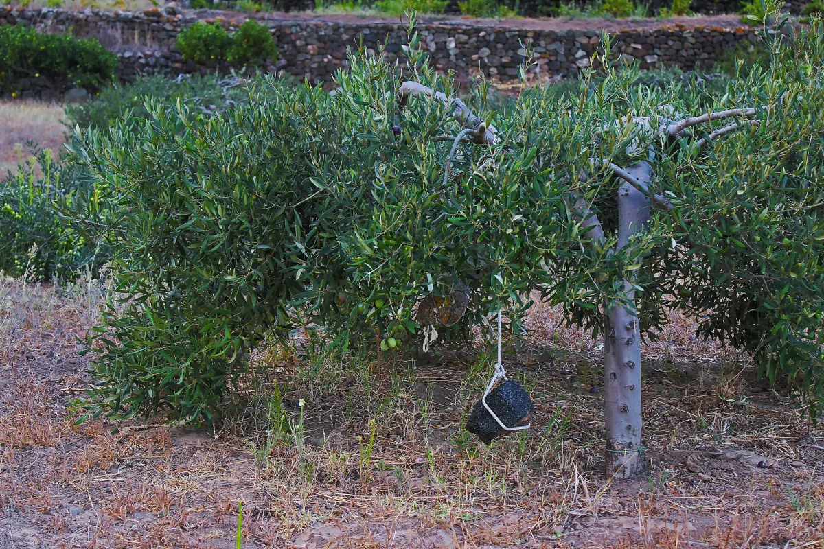 Sagra dell'Orto Pantesco Pantelleria 2026: date e programma