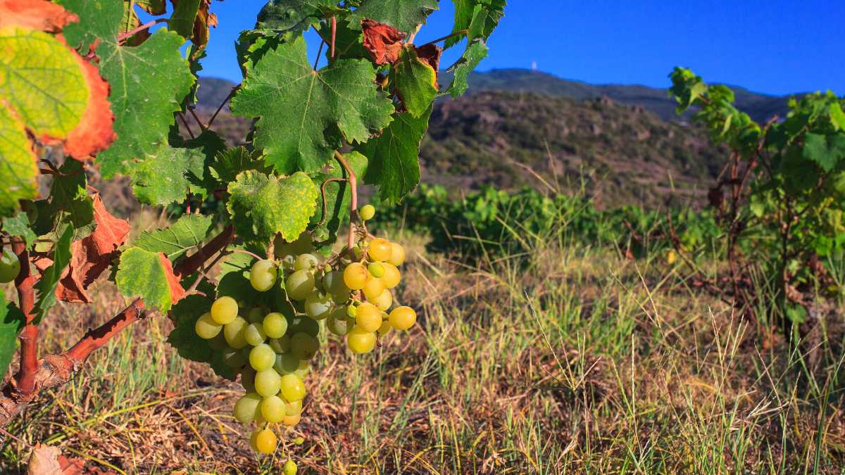 Un giorno con un produttore di Zibibbo a Pantelleria: dal vigneto alla tavola
